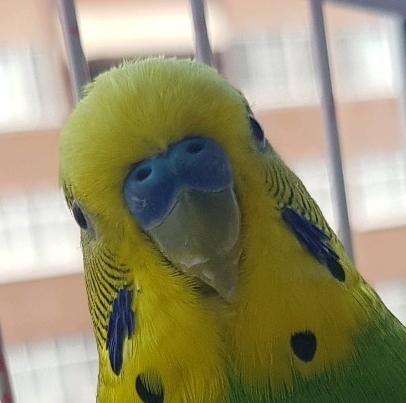 Alptug