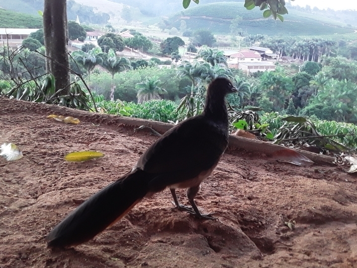 Mariana