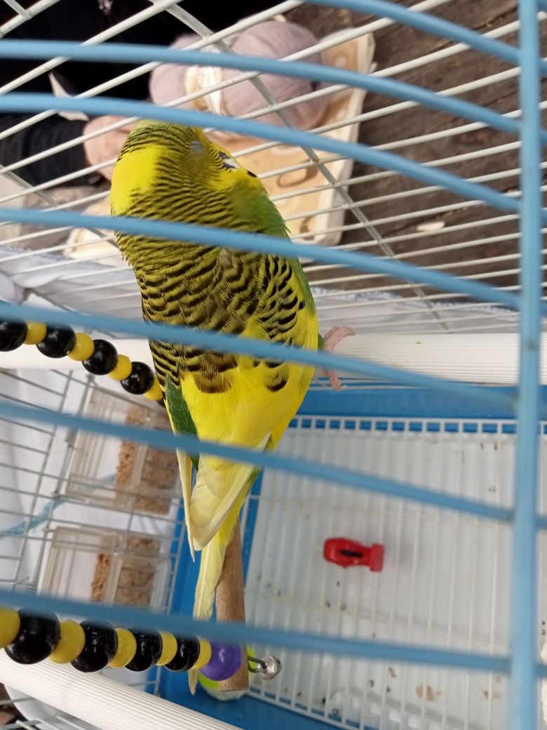 Kübra