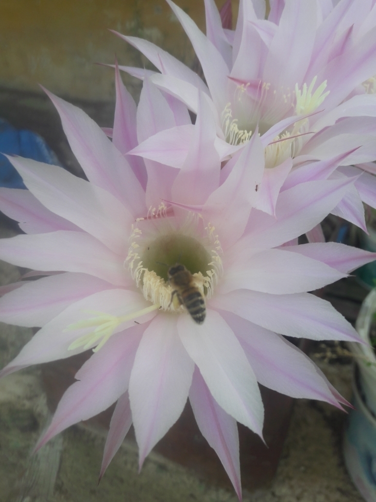 Musa