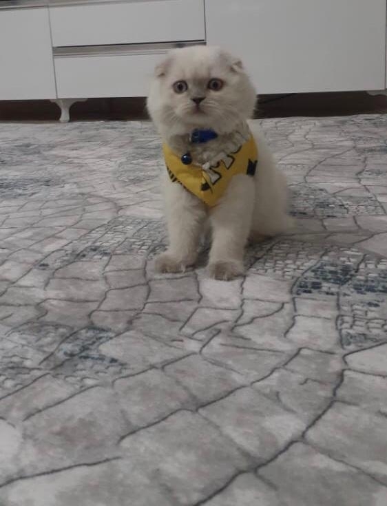 Kadir