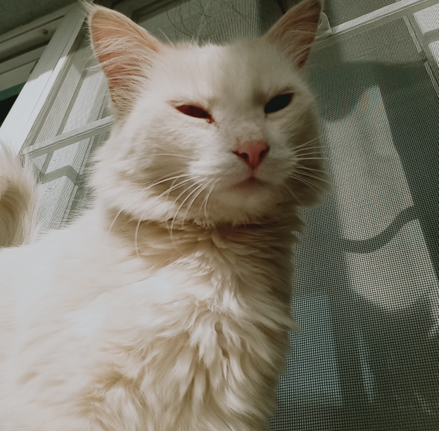 Senem
