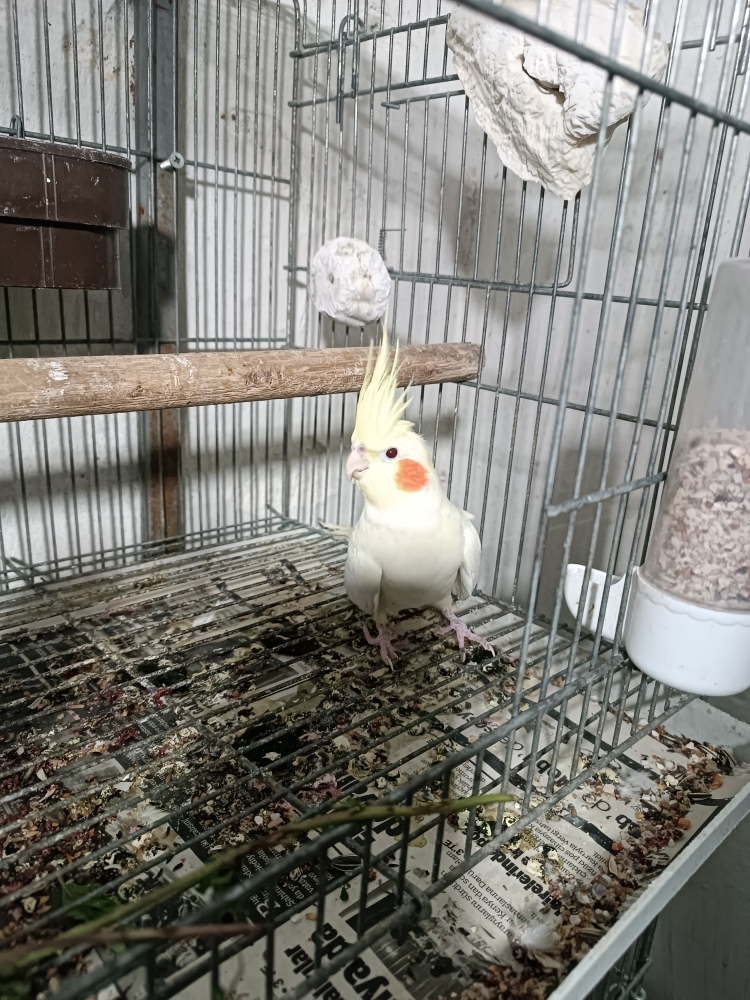 Ali