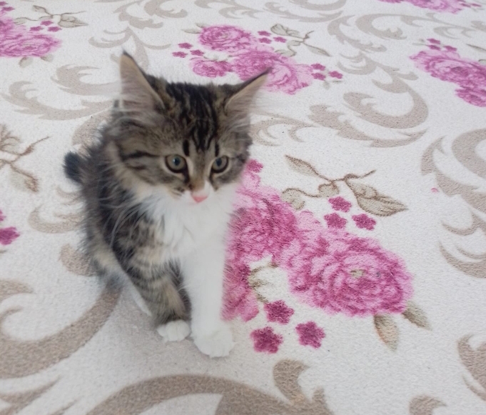 Haydar