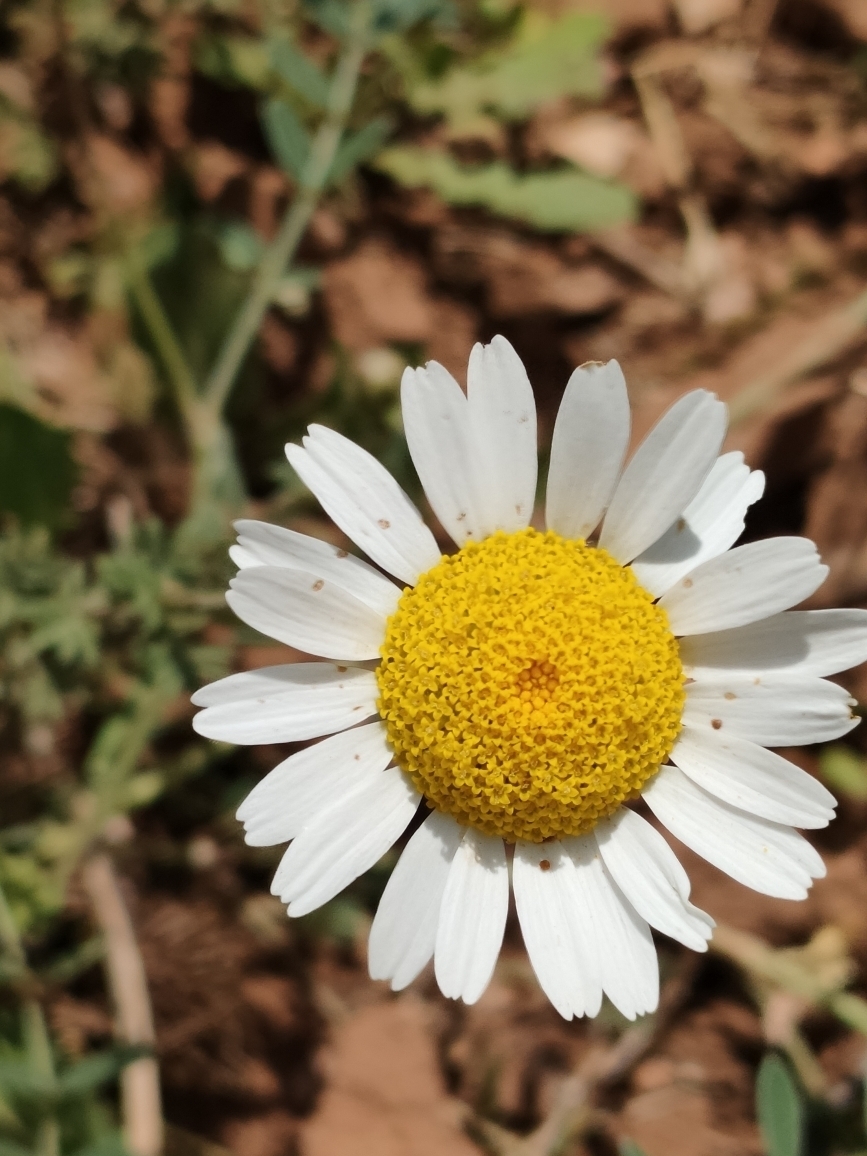 Erdal