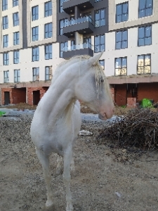 Ersan
