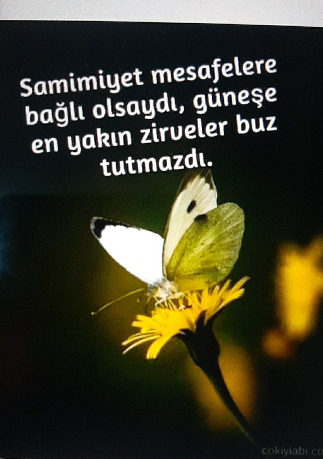 Elif