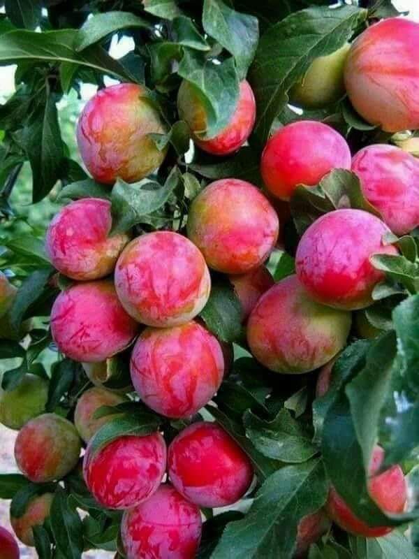 Halim