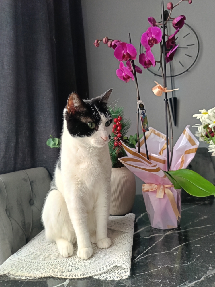 Refik