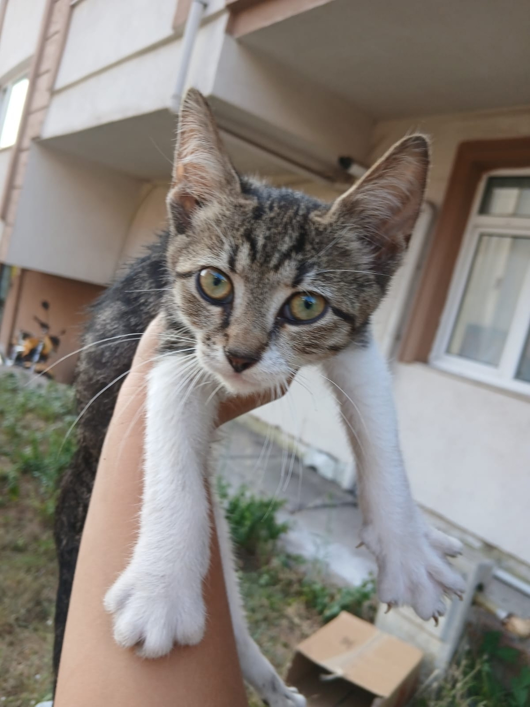 Mustafa