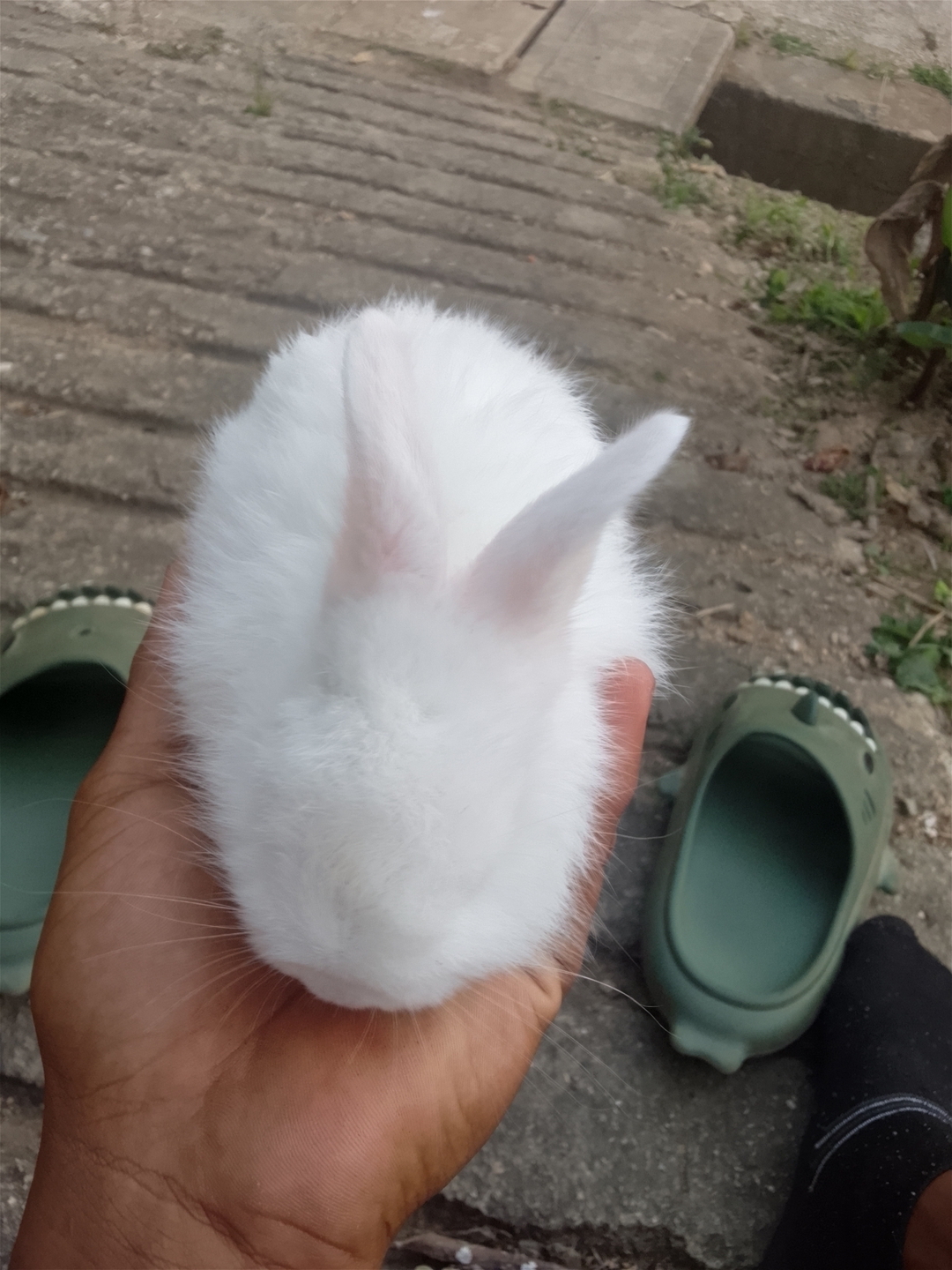Felipa