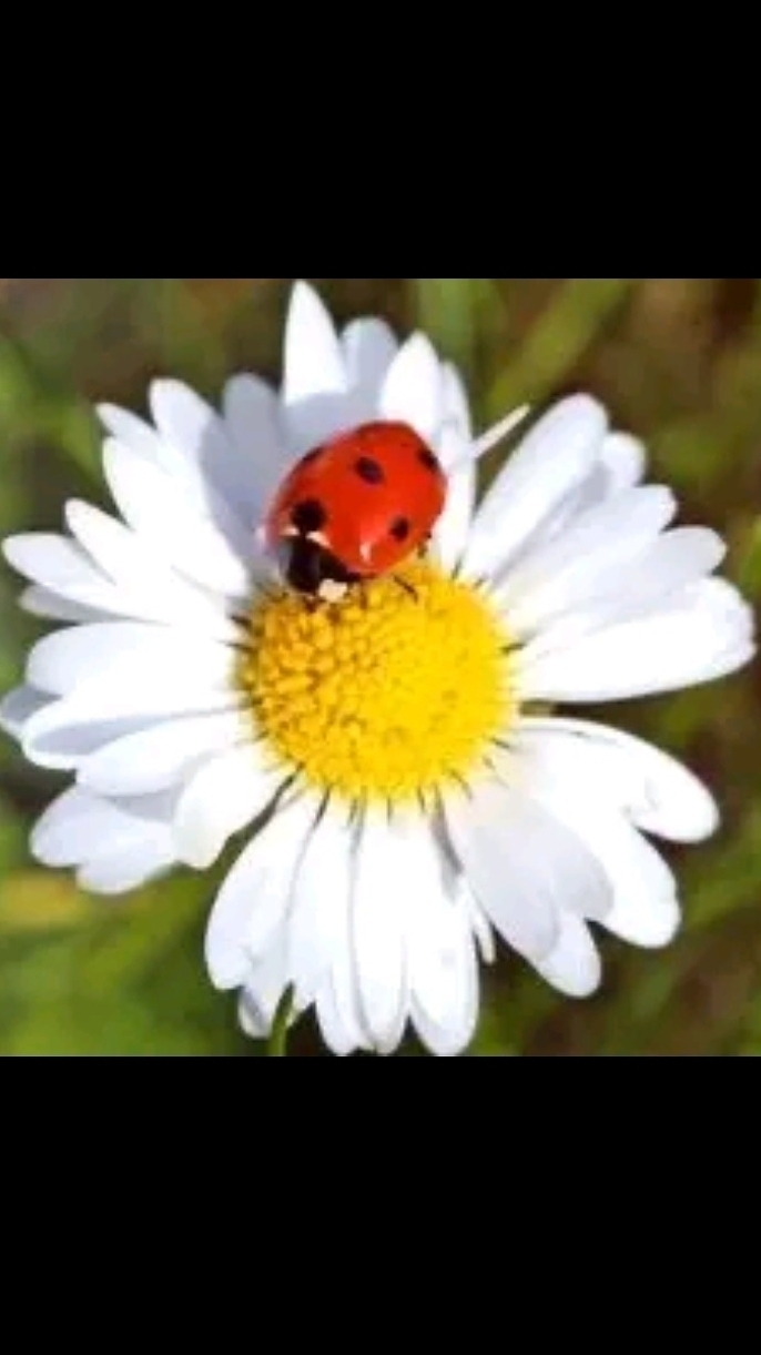 Emine