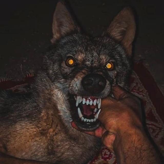 عبد