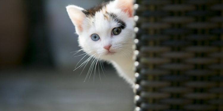 Betül