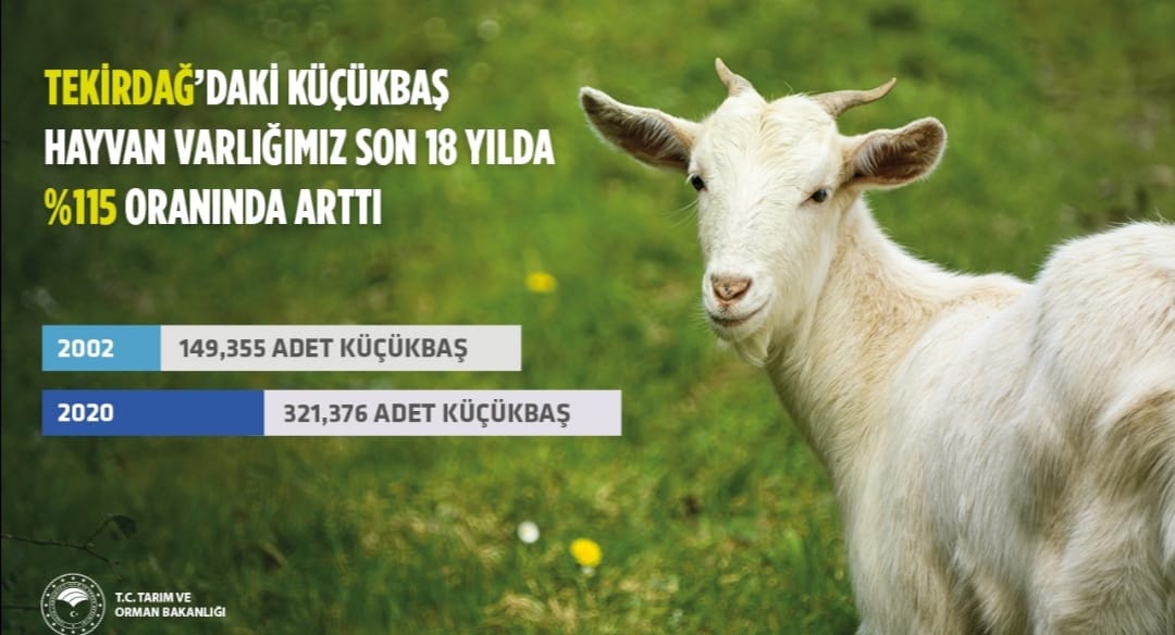 Guclu