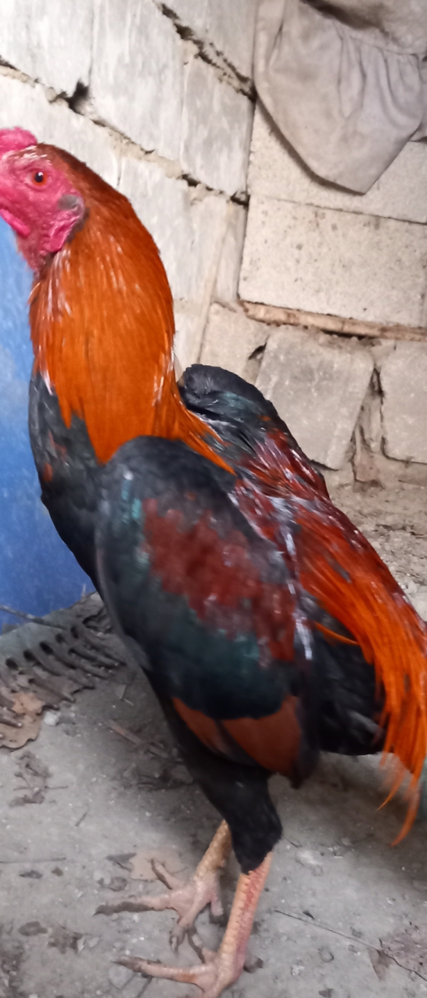Esat