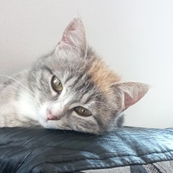 Emine