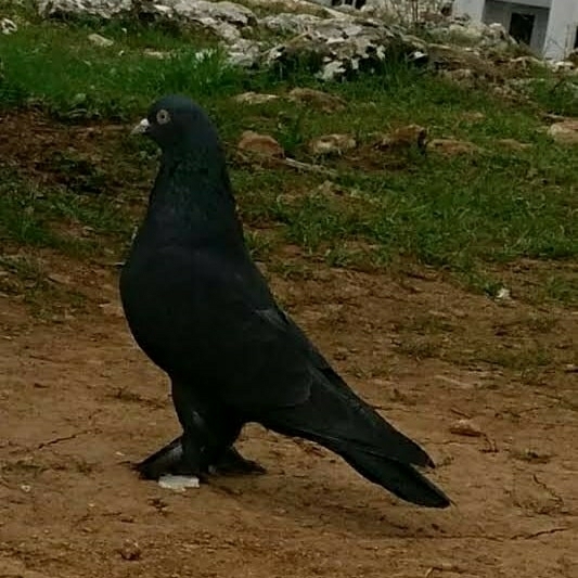 Mustafa