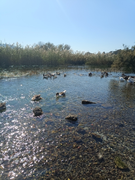 Deniz