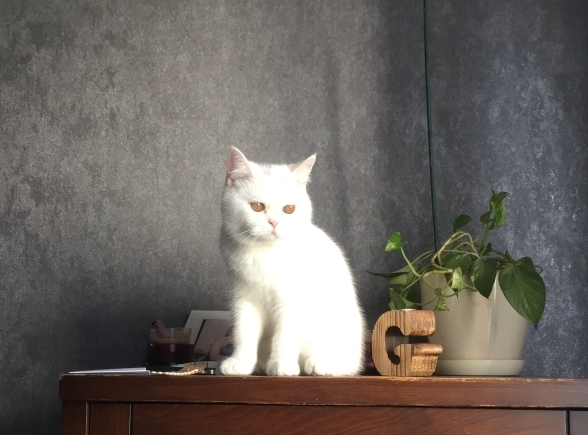 Tekgül