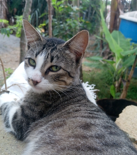 Darcida