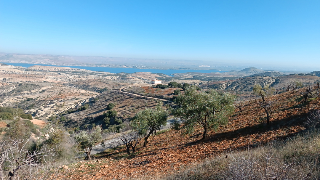 MüsLüm