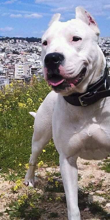 Görkem