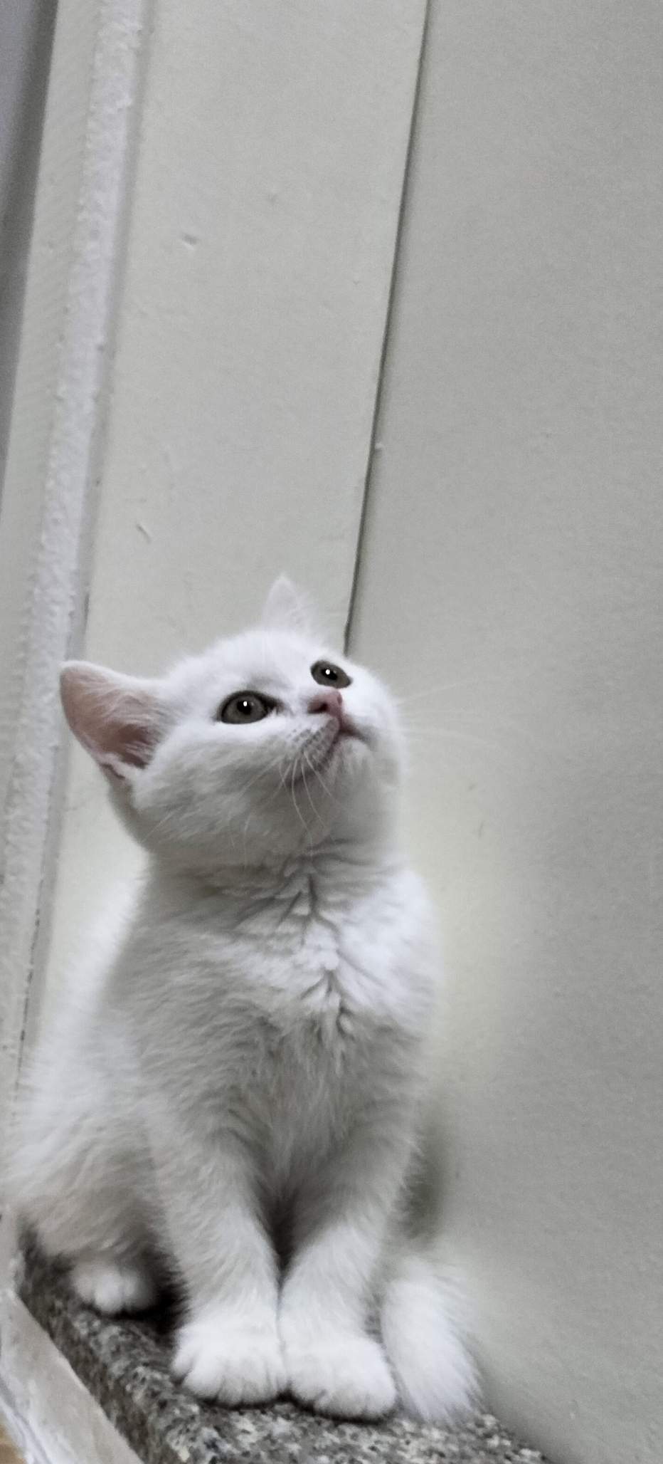 Nur
