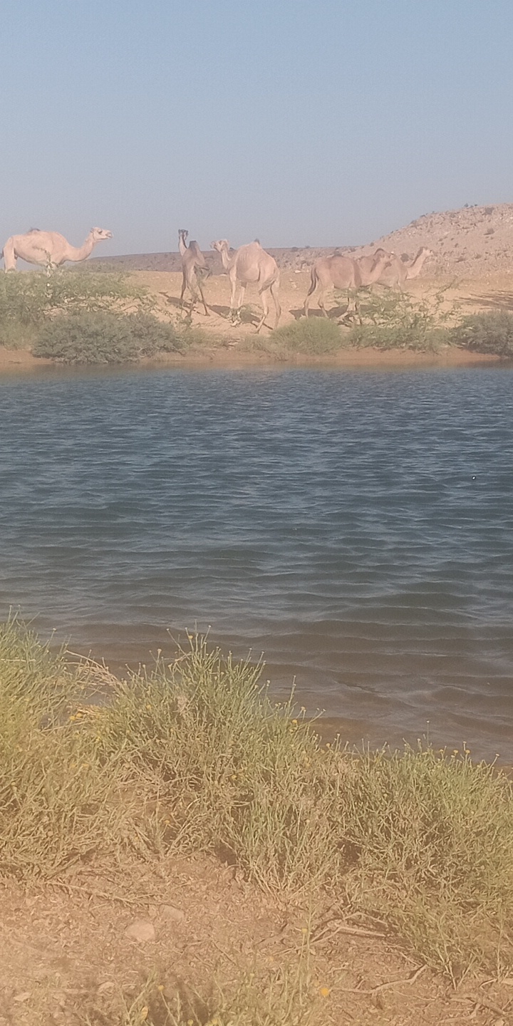 Abo