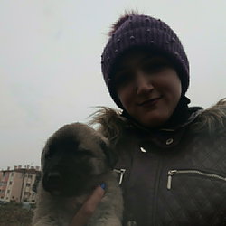 Buse