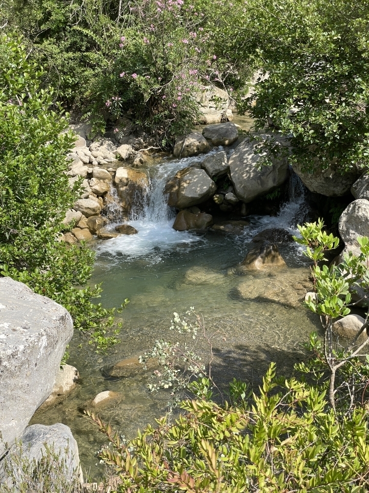 عبد
