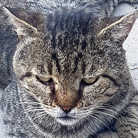 Halil