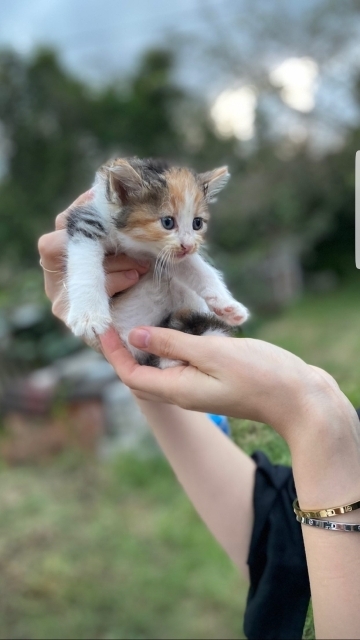 Sultan