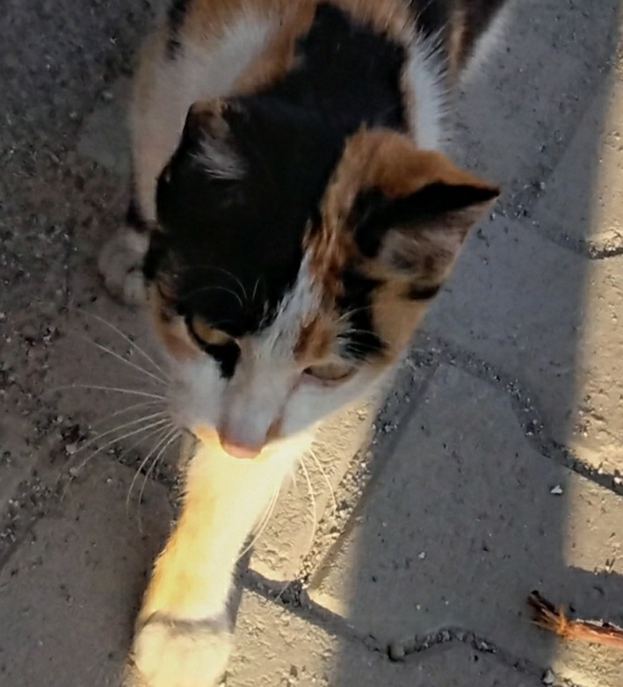 Havva