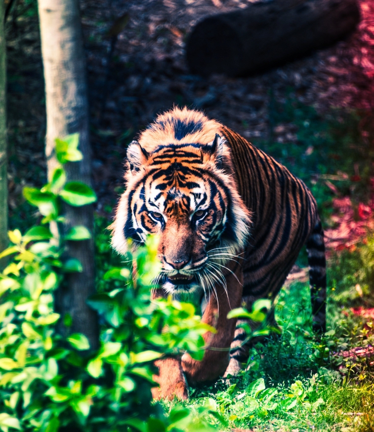 Leo