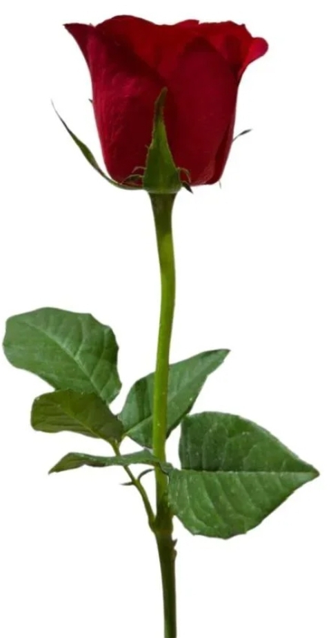 Noor