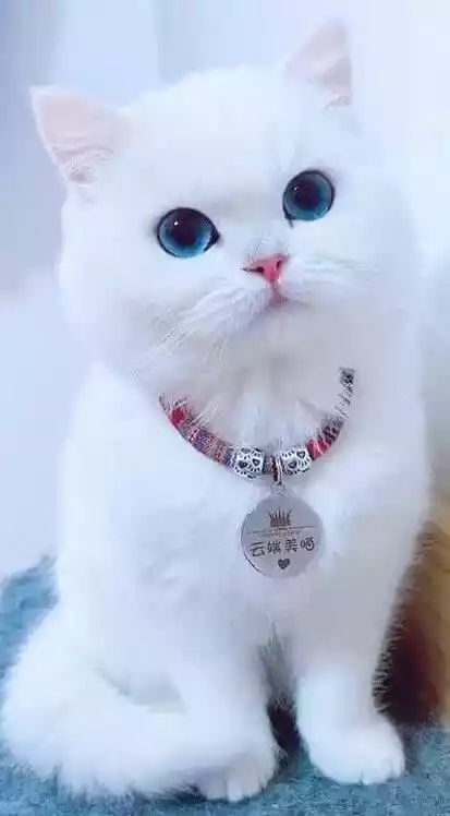 Guyu