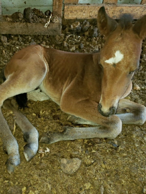 Horsepower