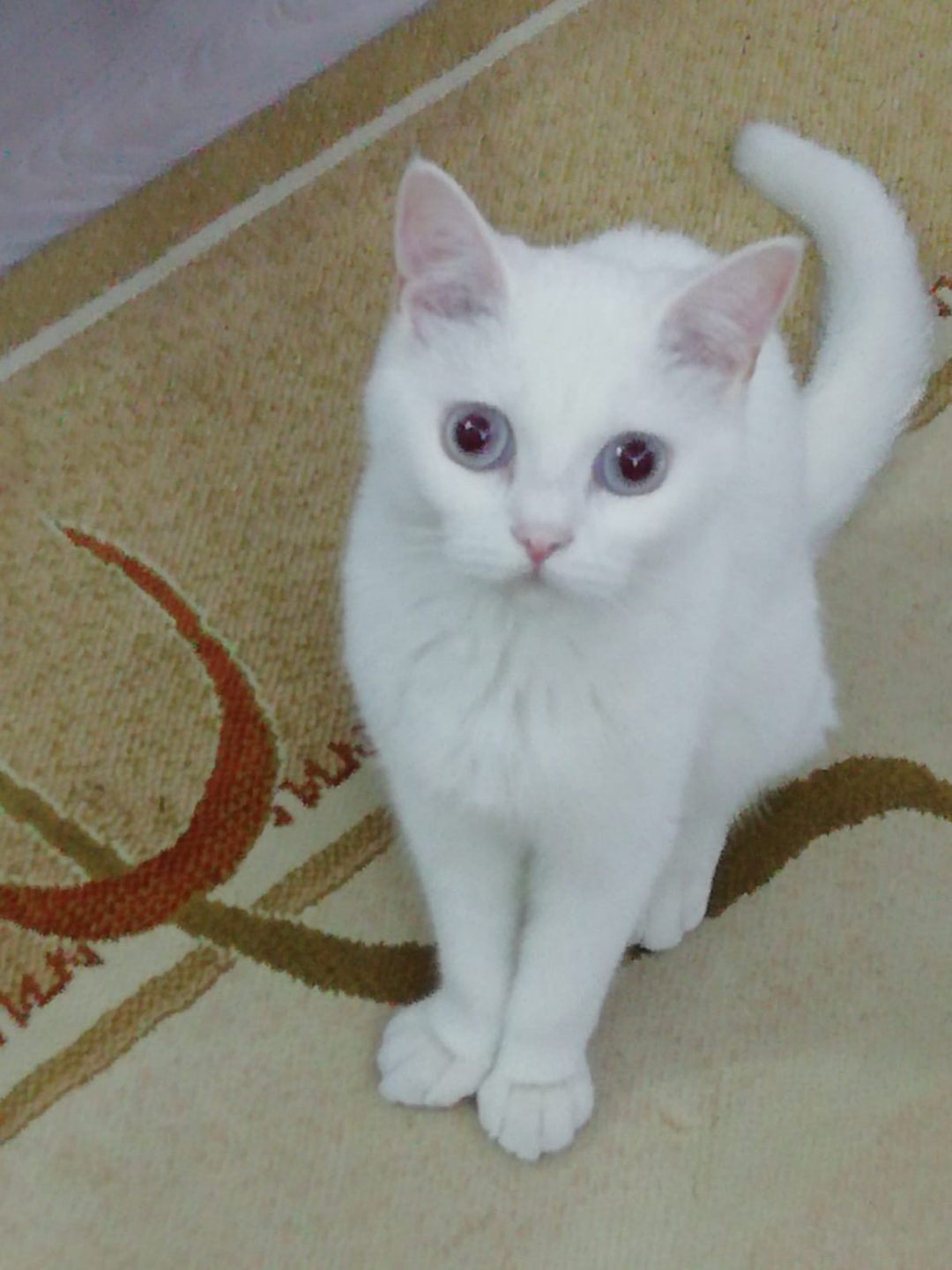 Pınar