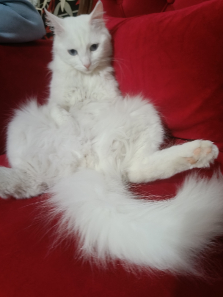 Necla