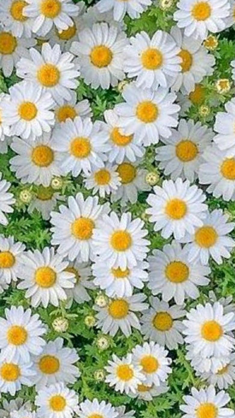 Meryem