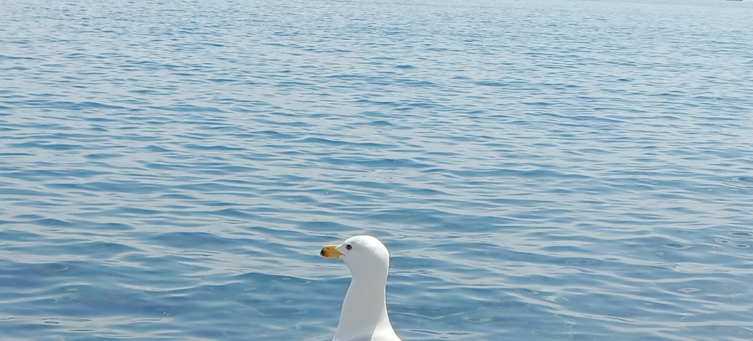 Uykusuz