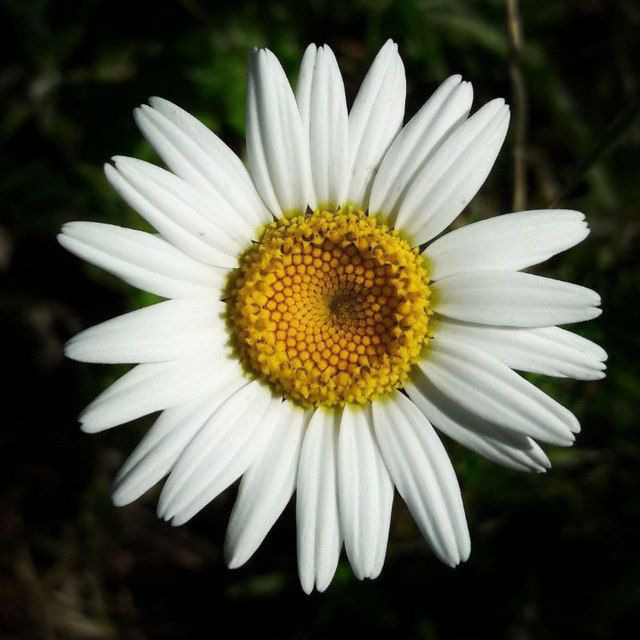 Nurcihan