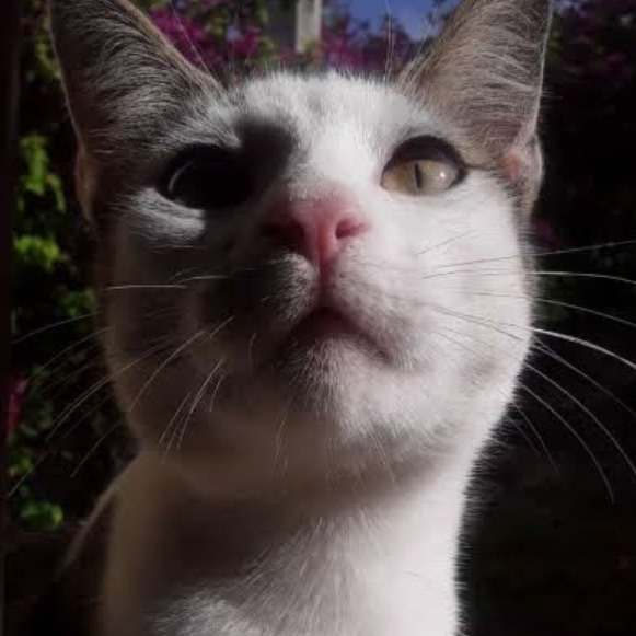Celena