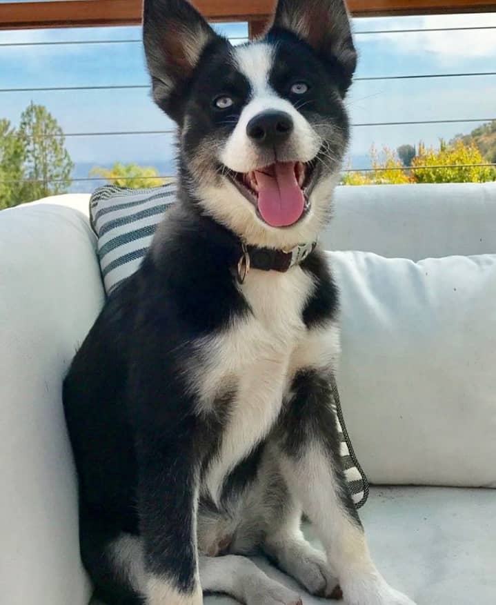 Hogan