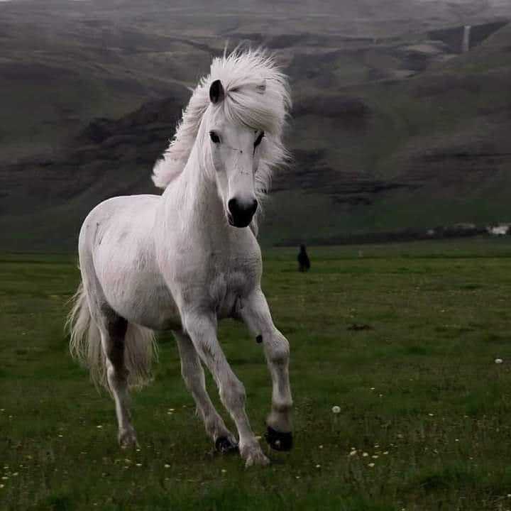 سناء