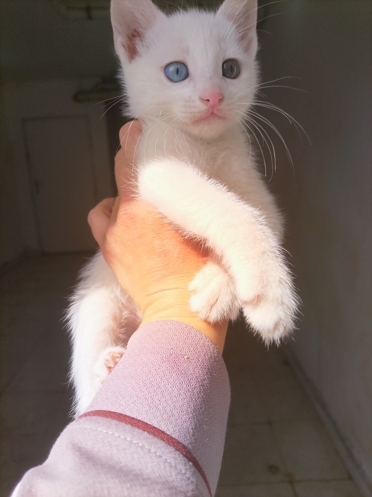 Neriman