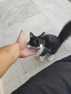 Tuna