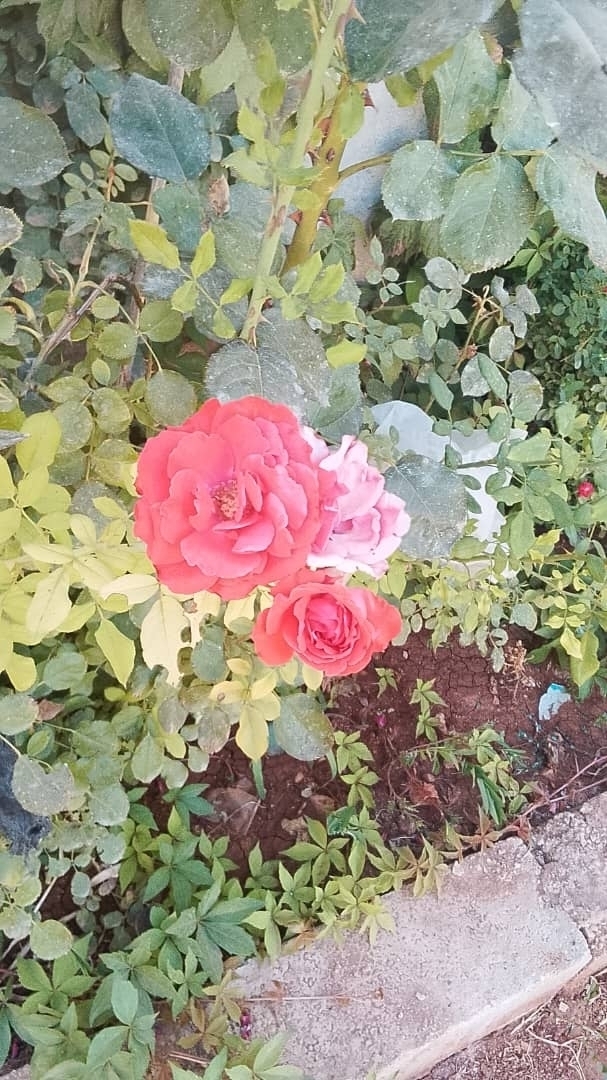 سوري