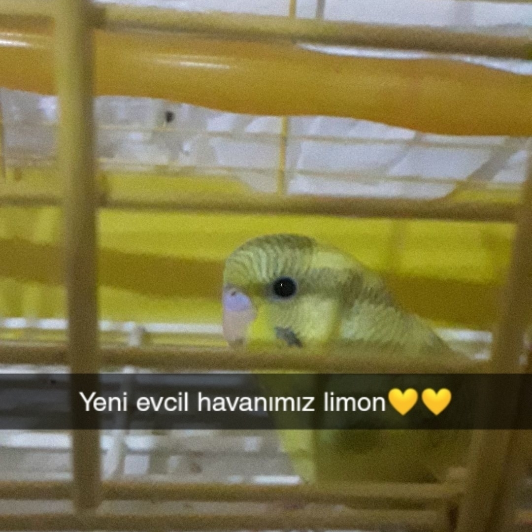 Ayten